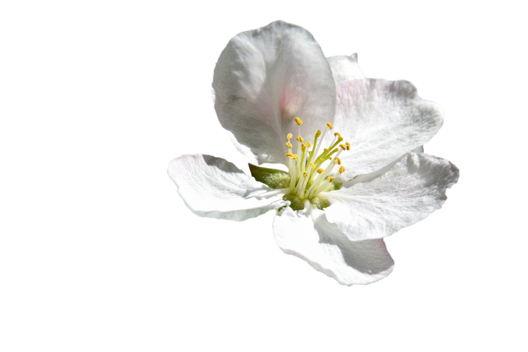 Maar de lente wist het niet...