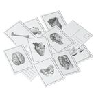 Compendium Kaartenset (30 stuks)