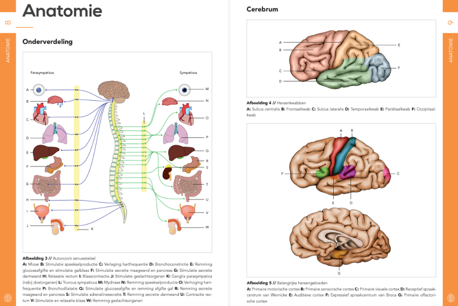 Pocket Neurologie – Compendium Geneeskunde